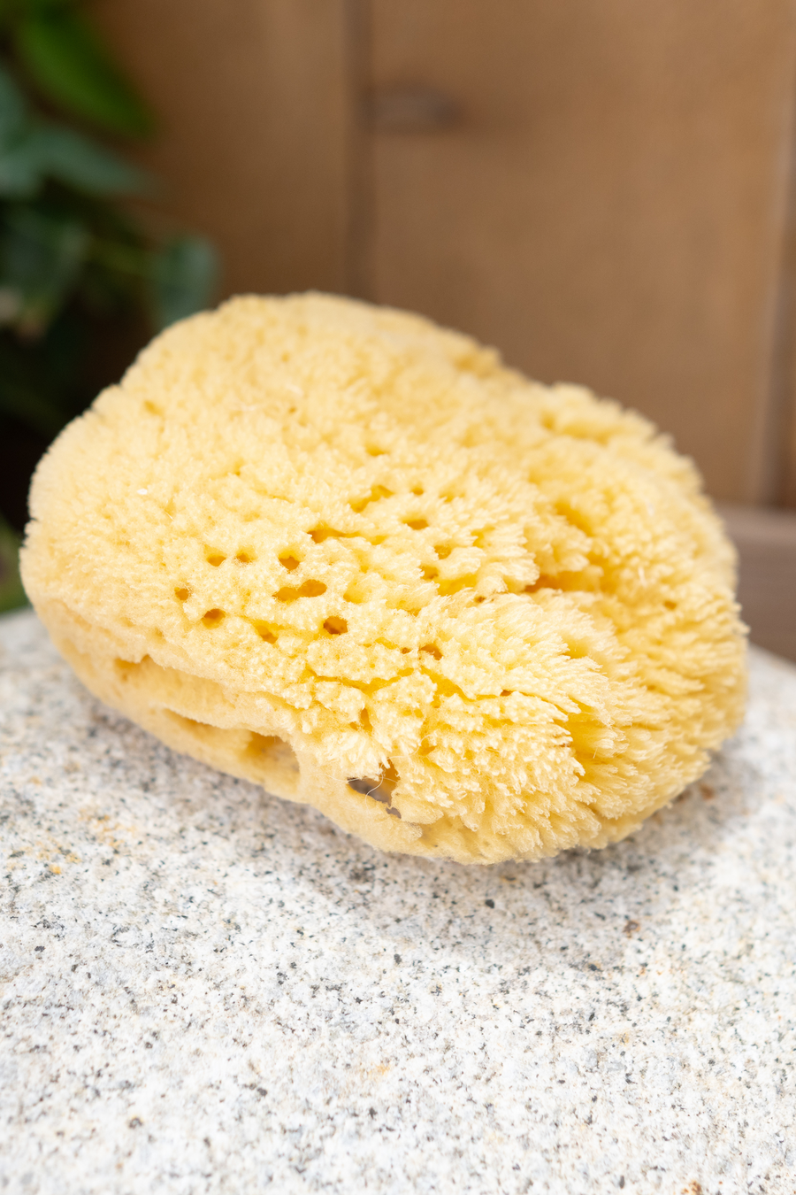 Sea Sponge