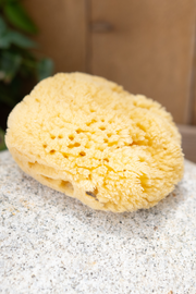 Sea Sponge