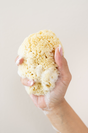 Sea Sponge