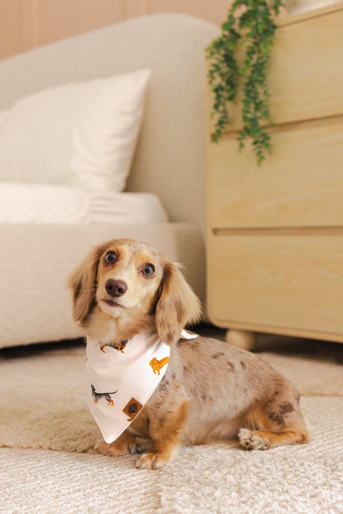 Dog Bandana in Dachshund