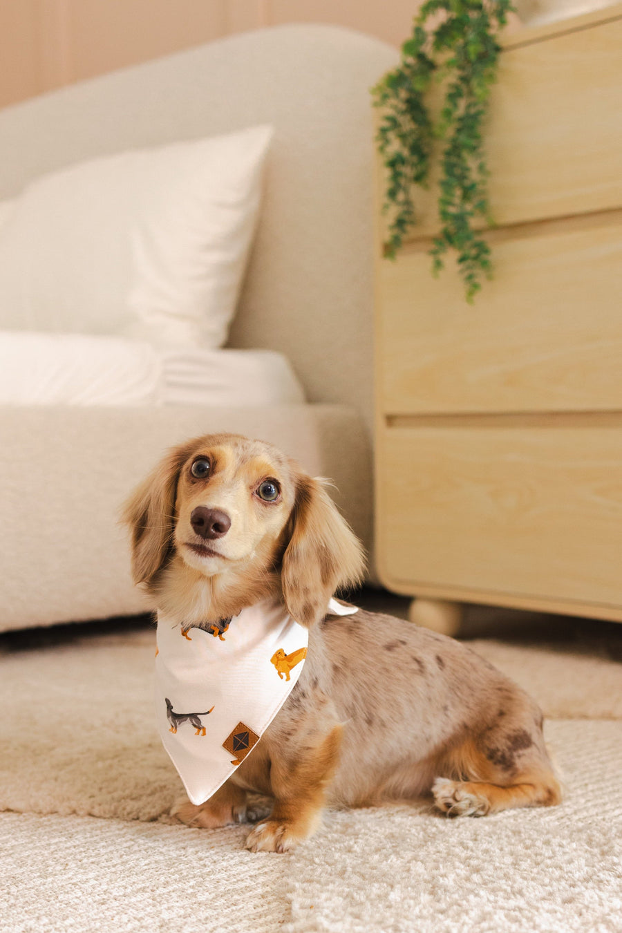Dog Bandana in Dachshund