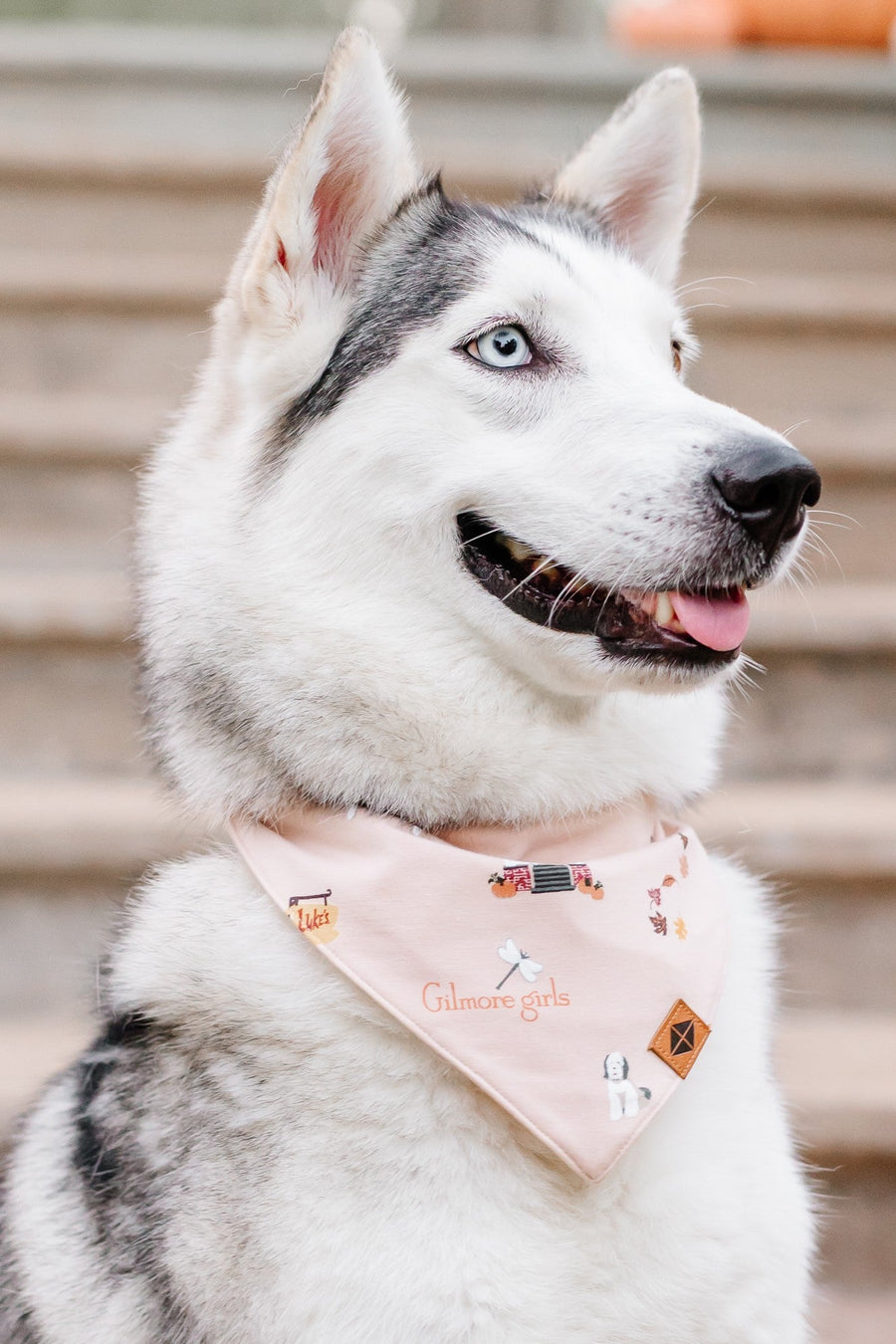 Dog Bandana in Gilmore Girls