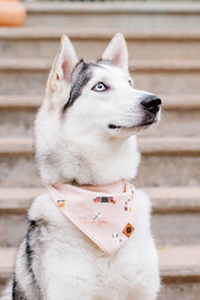 Dog Bandana in Gilmore Girls