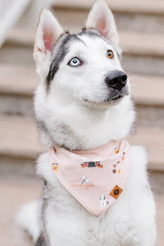 Dog Bandana in Gilmore Girls