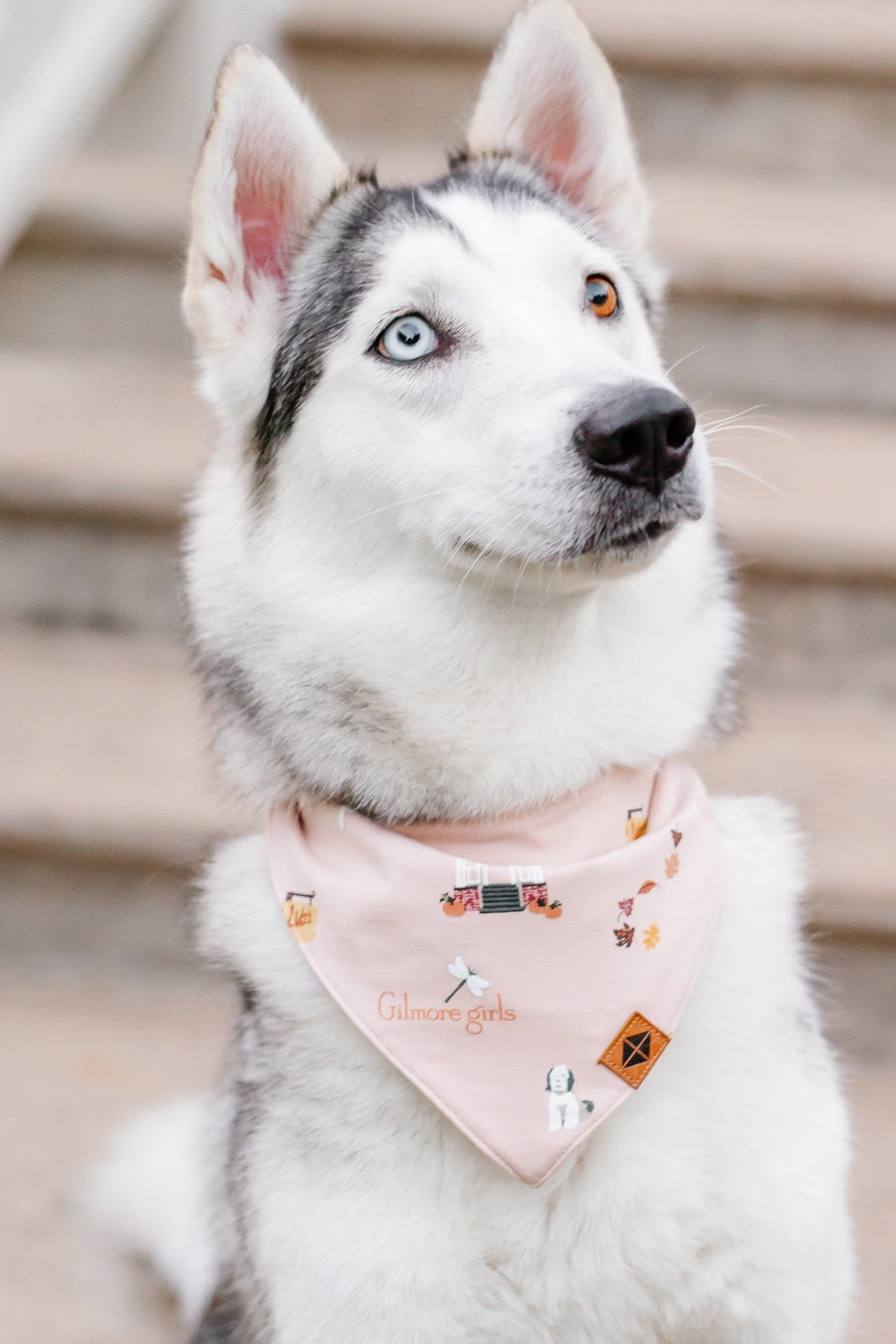 Dog Bandana in Gilmore Girls